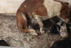 母狗视频,捕捉生命中的温馨瞬间